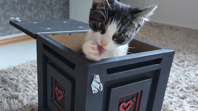 Foto einer Katze in einer Mysterybox